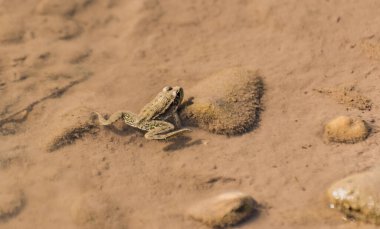 Pelophylax nigromaculatus suda saklanıyor.