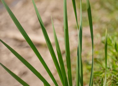 Sulu, genç kamış yaprakları arka plan için