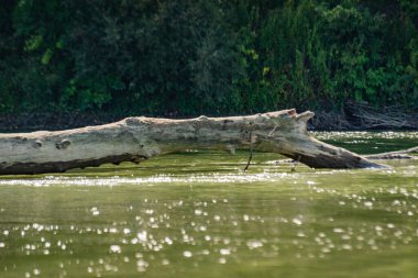 Dağdaki bir nehirde devrilmiş bir ağaç