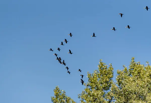 Akşam Gökyüzünde Uçan Bir Kuş Sürüsü — Stok fotoğraf