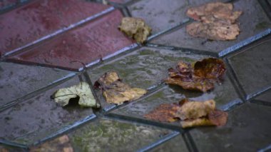 Yağmurda döşeme tahtalarının üzerine düşen yaprak