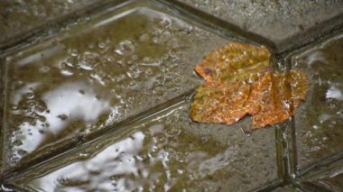 Yağmurda döşeme tahtalarının üzerine düşen yaprak