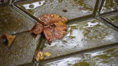 Yağmurda döşeme tahtalarının üzerine düşen yaprak