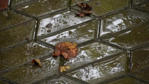 落叶在雨中铺石板上 — 图库视频影像