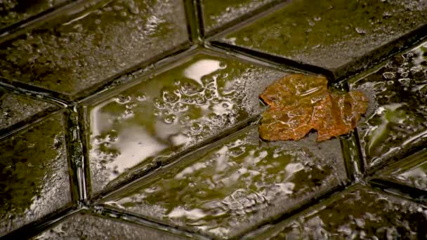 Fallen Leaf Paving Slabs Rain — Stock Video
