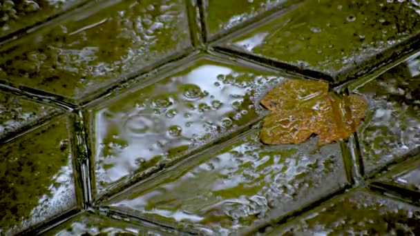 雨の中の舗装スラブの落葉 — ストック動画