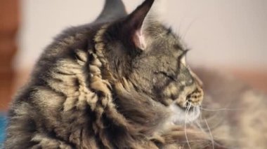Portrait of a Maine Coon marbled color