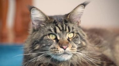 Portrait of a Maine Coon marbled color
