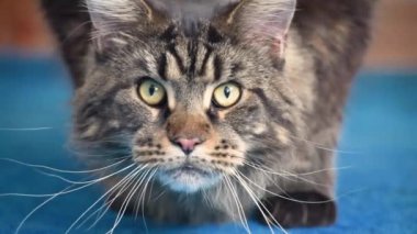 Portrait of a Maine Coon marbled color