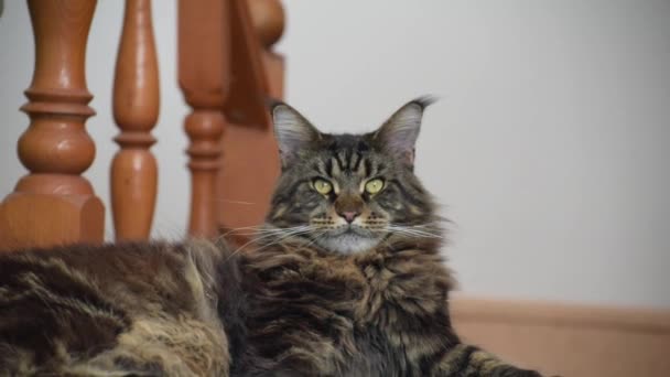 Portrait Maine Coon Marbled Color — Wideo stockowe