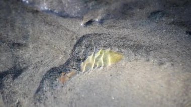 Dağ nehrinin dibinde yavaşça hareket eden kum.