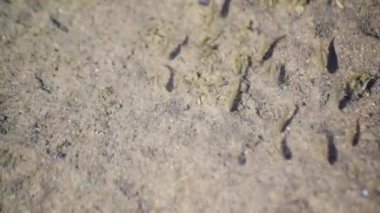 Bir dağ nehrinin sığ sularında küçük bir balık sürüsü