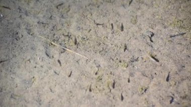 Bir dağ nehrinin sığ sularında küçük bir balık sürüsü