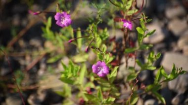 Epilobium hirsutum bir dağ nehrinin kıyısında