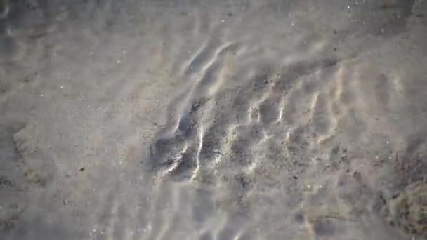 Αργή Κίνηση Άμμου Κατά Μήκος Του Βυθού Ενός Ορεινού Ποταμού — Αρχείο Βίντεο