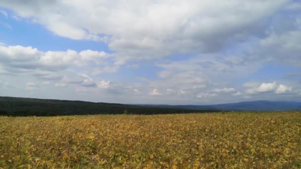 山区有大豆收获和孤独树的田地 — 图库视频影像