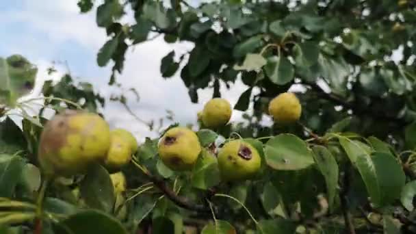 森の中の野生の梨の果実 — ストック動画