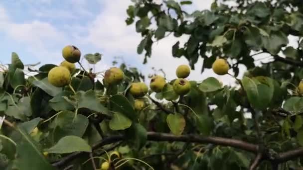 森の中の野生の梨の果実 — ストック動画