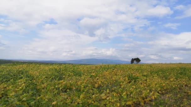 Feld Mit Sojabohnenernte Und Einsamem Baum Bergiger Gegend — Stockvideo