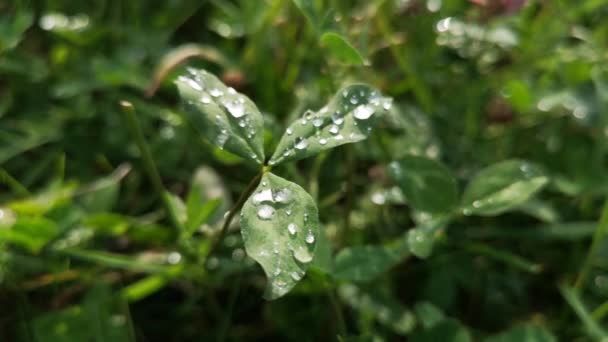 Raindrops Wild Clover Leaf — Stock Video