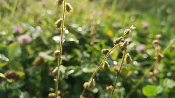 Semillas Agrimonia Eupatoria Bosque Otoñal — Vídeo de stock