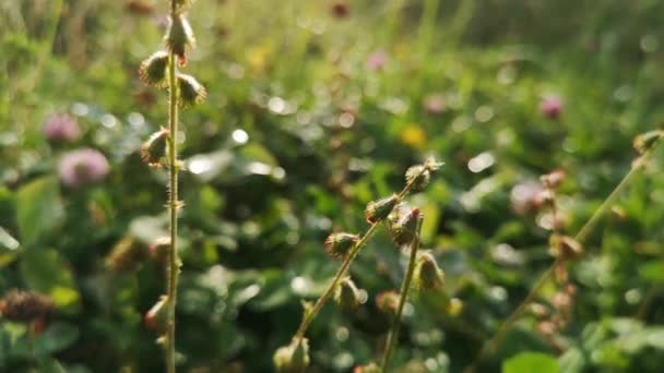 Semillas Agrimonia Eupatoria Bosque Otoñal — Vídeo de stock