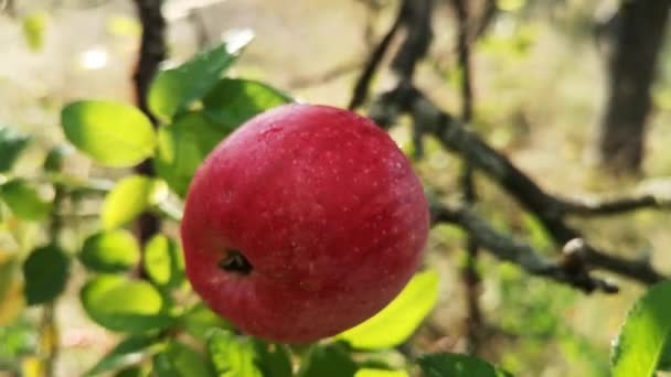 秋のりんごは枝で熟する — ストック動画