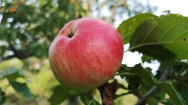 Sonbahar elması dalda olgunlaşır.