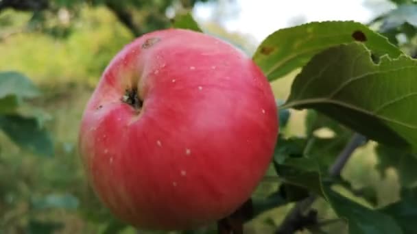 秋のりんごは枝で熟する — ストック動画