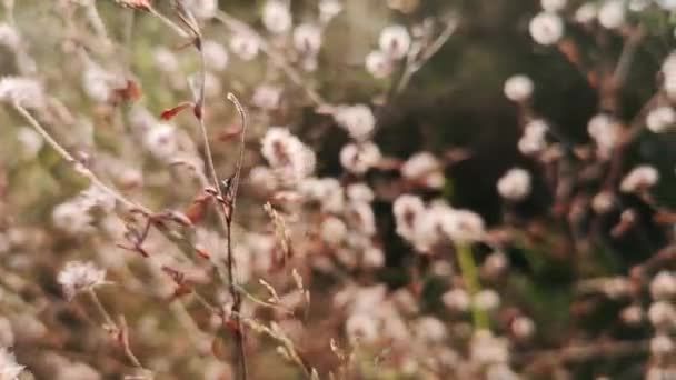 Trifolium Arvense Miękkiej Ostrości Tle — Wideo stockowe