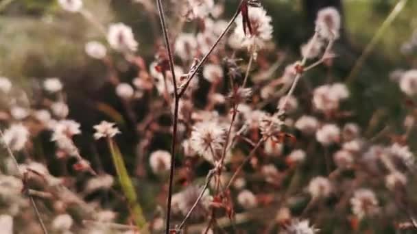 Arka Plan Için Yumuşak Odaklı Trifolium Arvense — Stok video
