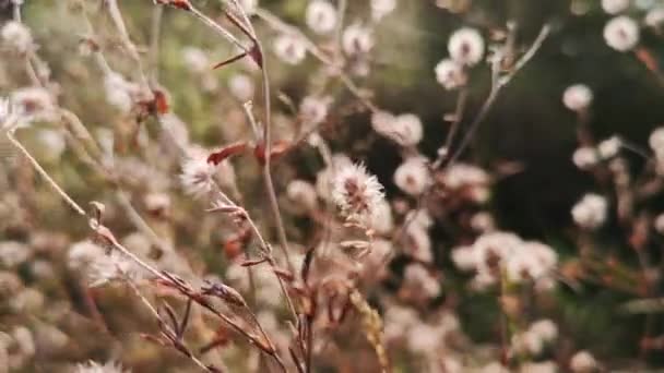 Trifolium Arvense Mjuk Fokus För Bakgrund — Stockvideo
