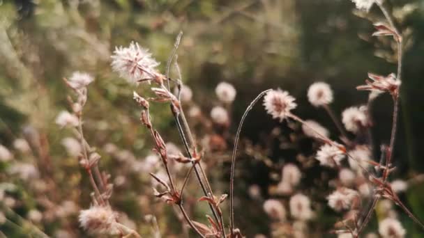 Trifolium Arvense Enfoque Suave Para Fondo — Vídeo de stock