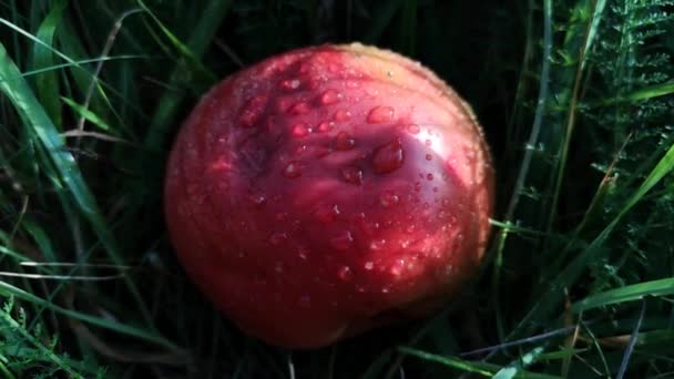 Apel Musim Gugur Terletak Rumput — Stok Video