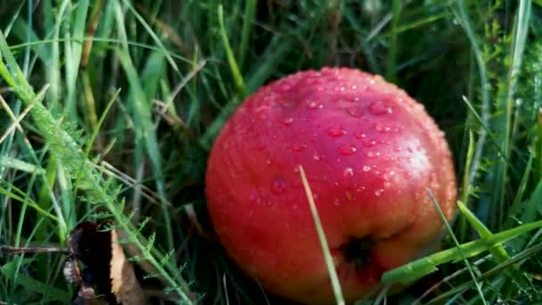 Jesienne Jabłko Leży Trawie — Wideo stockowe