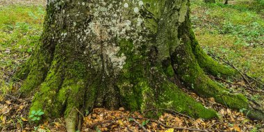Karpatlar 'ın dağ ormanlarında Avrupa kayın ağacı