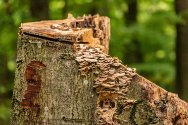 Closing mushrooms on a tree trunk