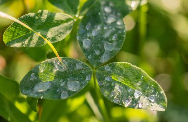 Yaban yoncası yaprağına yağmur damlaları