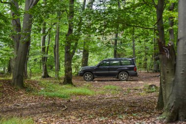 SUV, Karpatlar 'ın kayın ormanlarında seyahat eder.