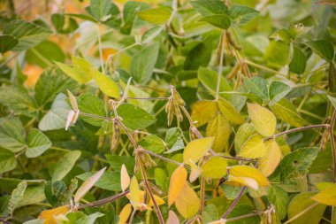 Bir tarlada olgunlaşan soya fasulyesi hasadı