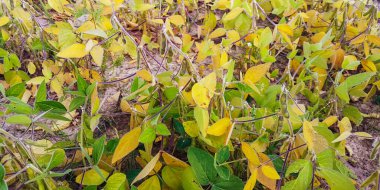 Bir tarlada olgunlaşan soya fasulyesi hasadı