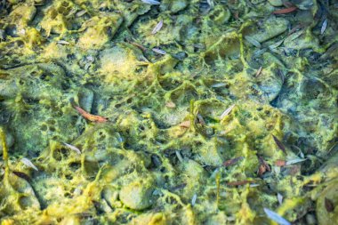 Gölette bataklık biyosferinin oluşumu