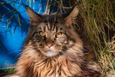 Bir Maine Rakunu 'nun portresi mermer rengi