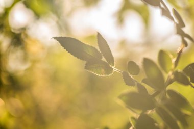 Vahşi ormandaki gül ağacı dalı