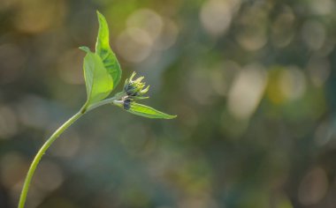 Kudüs 'ün silueti bir dağ nehrinin arka planına karşı