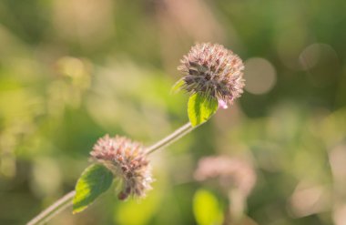 Dağ ormanlarında polisefalyum klinopodyumu