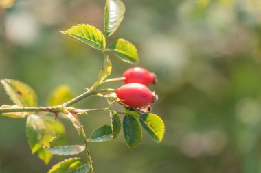 Yağmurdan sonra kırmızı gül kalçaları