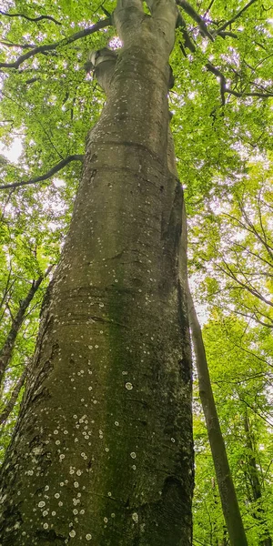 Karpatlar Dağ Ormanlarında Avrupa Kayın Ağacı — Stok fotoğraf