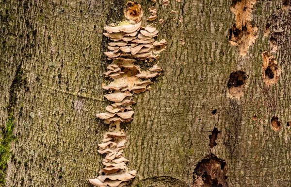 Closing Mushrooms Tree Trunk — ストック写真