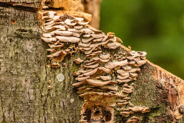 Closing Mushrooms Tree Trunk — Foto Stock